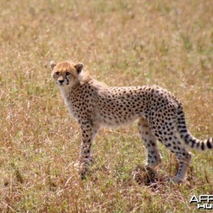 Young Cheetah