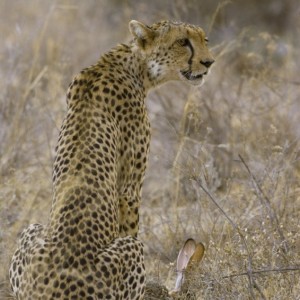 Cheetah Sitting with a Hare