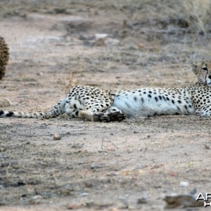 Cheetah Resting