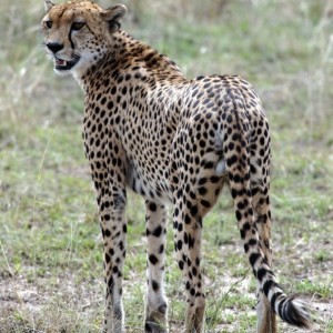 Male Cheetah