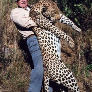 Leopard Hunting over a Pack of Trained Dogs in Mozambique