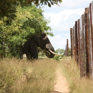 Naughty Elephant in South Africa