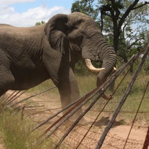 Naughty Elephant in South Africa