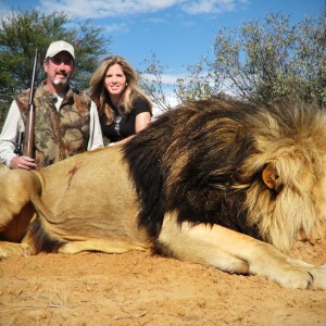 Big mane Lion hunted in South Africa