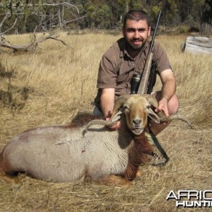 Wild Ram trophy