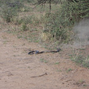 Black Mamba in Namibia