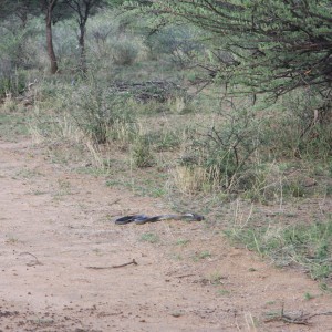 Black Mamba in Namibia