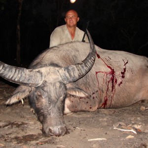 Asiatic buffalo bull, Arnhemland, Australia