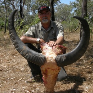 Asiatic buffalo bull, Arnhemland, Australia