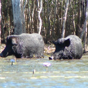 Arnhemland scenery & wildlife.