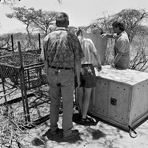 Cheetah being relocated by Cheetah Conservation Fund (CCF)