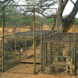 Cheetah being relocated by Cheetah Conservation Fund (CCF)