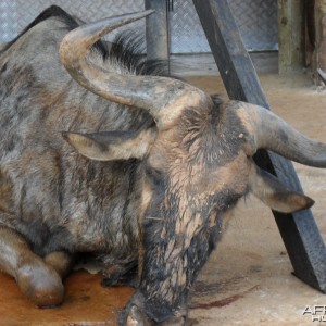 Blue Wildebeest - Bushwack Safaris