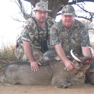 Warthog - Bushwack Safaris