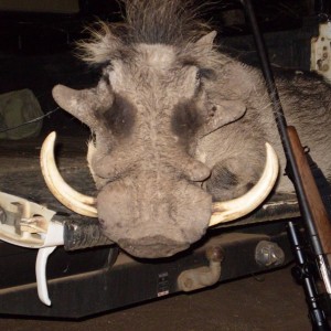 Warthog - Bushwack Safaris