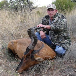 Hartebeest - Bushwack Safaris