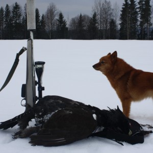 Capercaillie