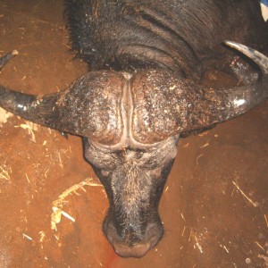 Cape Buffalo - Bushwack Safaris