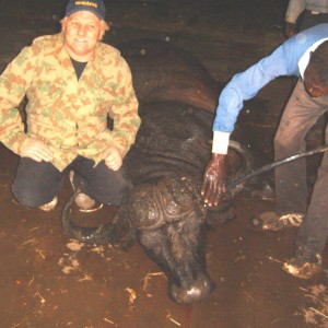 Cape Buffalo -  Bushwack Safaris