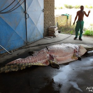 Croc - Bushwack Safaris