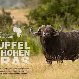 Buffaloes in the Tall Grass - Tanzania