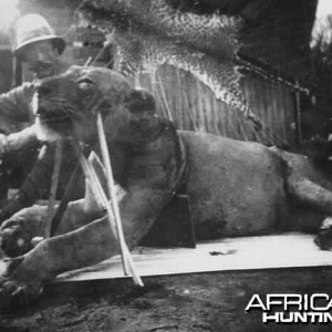 Colonel John Henry Patterson, Lion fallen, 9 feet 8 inches in length