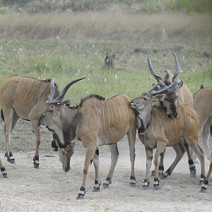 Lord Derby Eland in C.A.R.