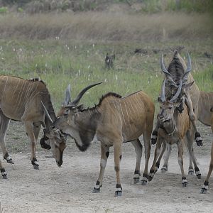 Lord Derby Eland in C.A.R.