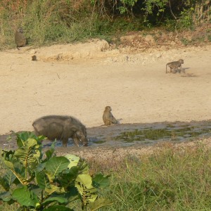 Giant Forest hog and Baboun in C.A.R.