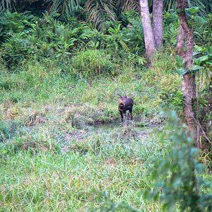 Western Sitatunga in C.A.R.