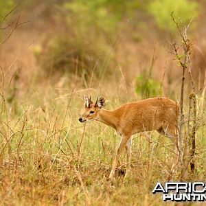 The Four-horned Antelope, Chousingha, from India