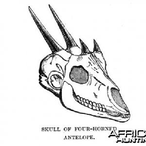 The Four-horned Antelope, Chousingha, from India