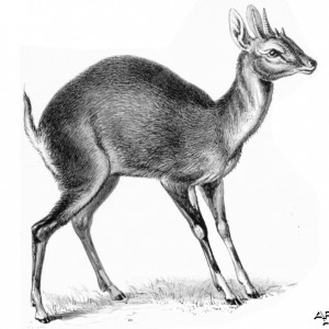 The Four-horned Antelope, Chousingha, from India