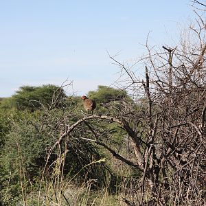 Swainson's Francolin, Namibia