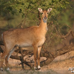 Nilgai; Keoladeo Ghana National Park, Bharatpur, Rajasthan, India