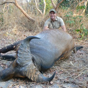 Small bodied buffalo bull from CAR