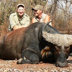 Buffalo from forest galleries in CAR