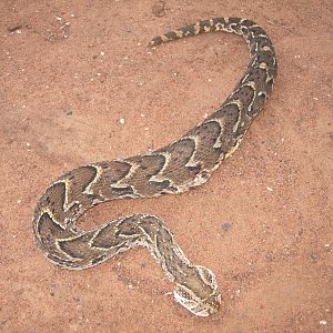 Puff Adder