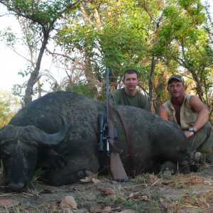 Black buffalo bull from CAR