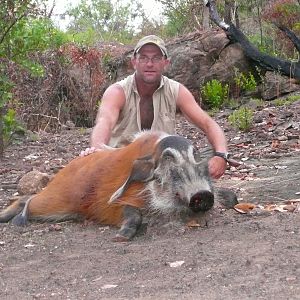 Red river hog 66kg hunt CAR