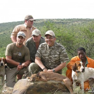 Caracal Treed by hounds.