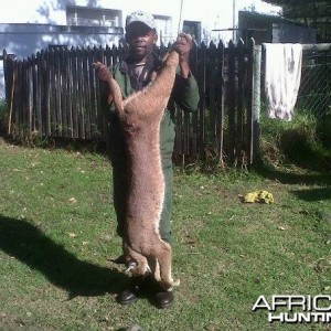 Caracal Treed by hounds.