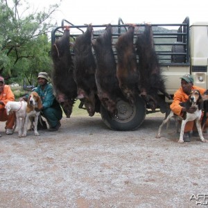 Bushpig with Hounds