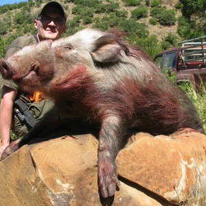 Bushpig with Hounds