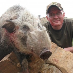 Bushpig with Hounds