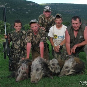 Bushpig with Hounds