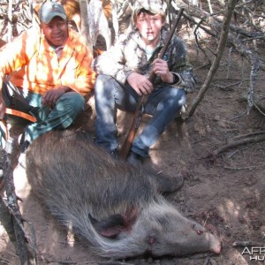 Bushpig with Hounds