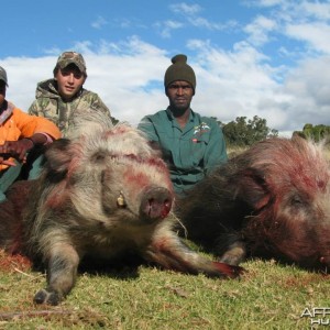 Bushpig with Hounds