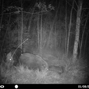 Baited bushpig in Mankazana Valley.