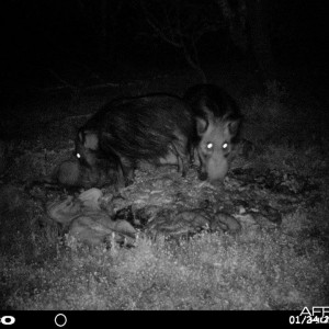 Baited bushpig in Mankazana Valley.